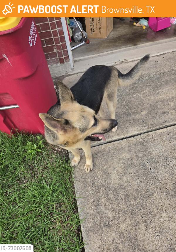 Found/Stray Unknown Dog last seen Athens st. , Brownsville, TX 78520