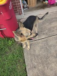 Found/Stray Unknown Dog last seen Athens st., Brownsville, TX 78520