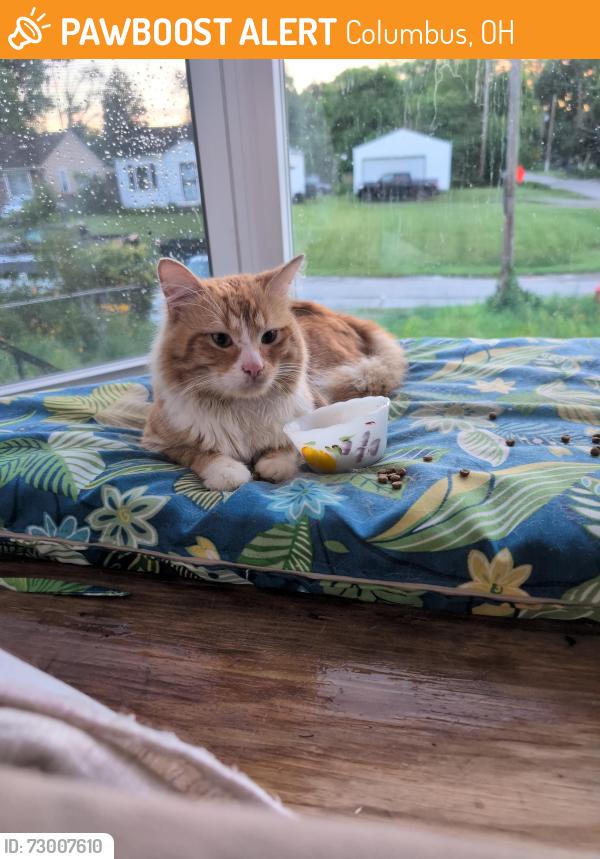 Found/Stray Unknown Cat last seen Avalon and Drexel off 5th , Columbus, OH 43219