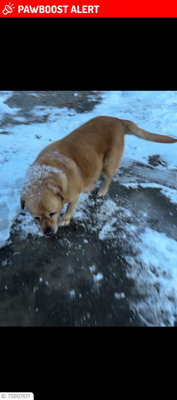 Lost Female Dog last seen Walt haven dr, Buncombe County, NC 28748