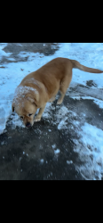 Lost Female Dog last seen Walt haven dr, Buncombe County, NC 28748