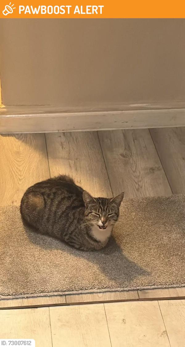 Found/Stray Female Cat last seen Burnage Road Manchester, Greater Manchester, England M19 1RS