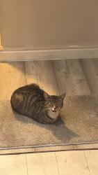 Found/Stray Female Cat last seen Burnage Road Manchester, Greater Manchester, England M19 1RS