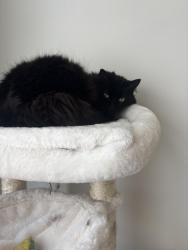 Lost Female Cat last seen Orchard Street Shopping Center , Chesapeake, VA 23320