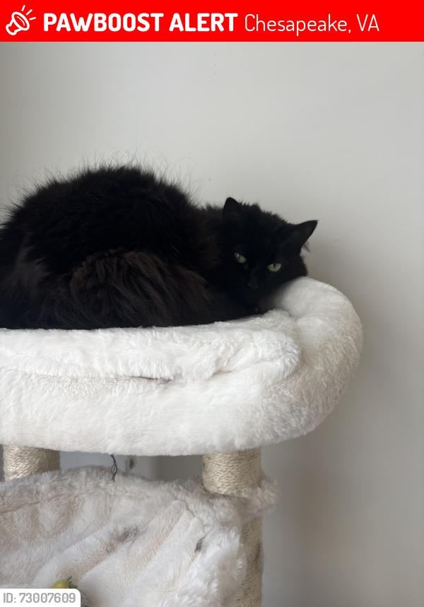 Lost Female Cat last seen Orchard Street Shopping Center , Chesapeake, VA 23320