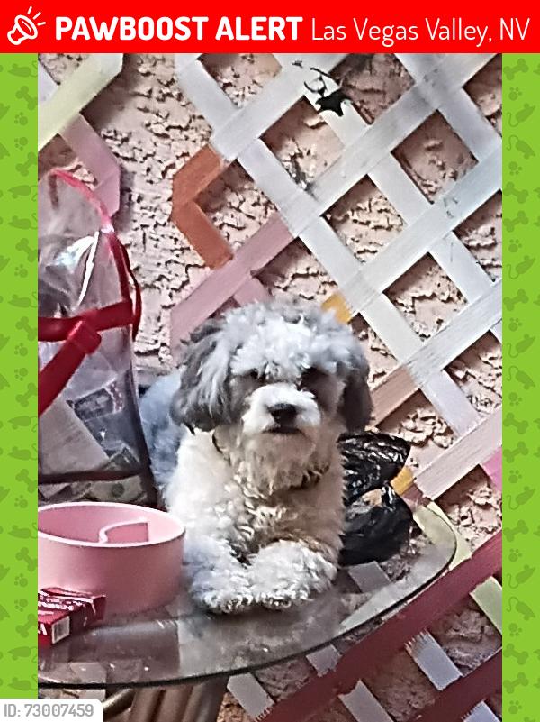 Lost Male Dog last seen East Twain & Mccloud, Las Vegas Valley, NV 89121