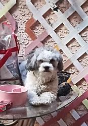 Lost Male Dog last seen East Twain & Mccloud, Las Vegas Valley, NV 89121
