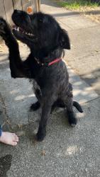 Found/Stray Female Dog last seen Wright st and McConnell , Santa Rosa, CA 95404