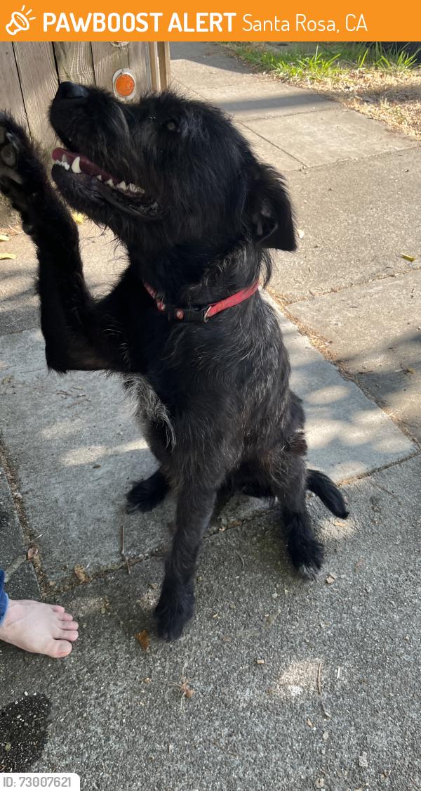 Found/Stray Female Dog last seen Wright st and McConnell , Santa Rosa, CA 95404