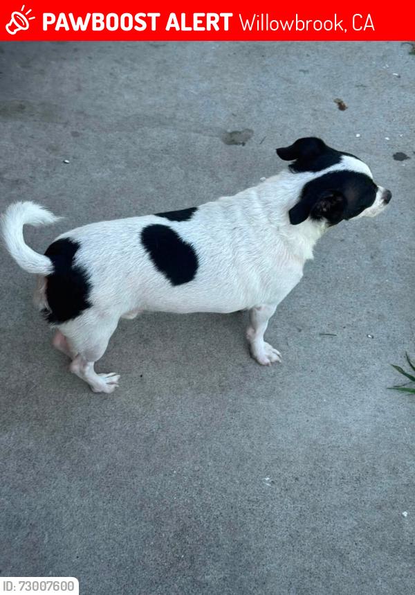 Lost Male Dog last seen Near st and Aranbe ave, Willowbrook, CA 90222