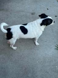 Lost Male Dog last seen Near st and Aranbe ave, Willowbrook, CA 90222