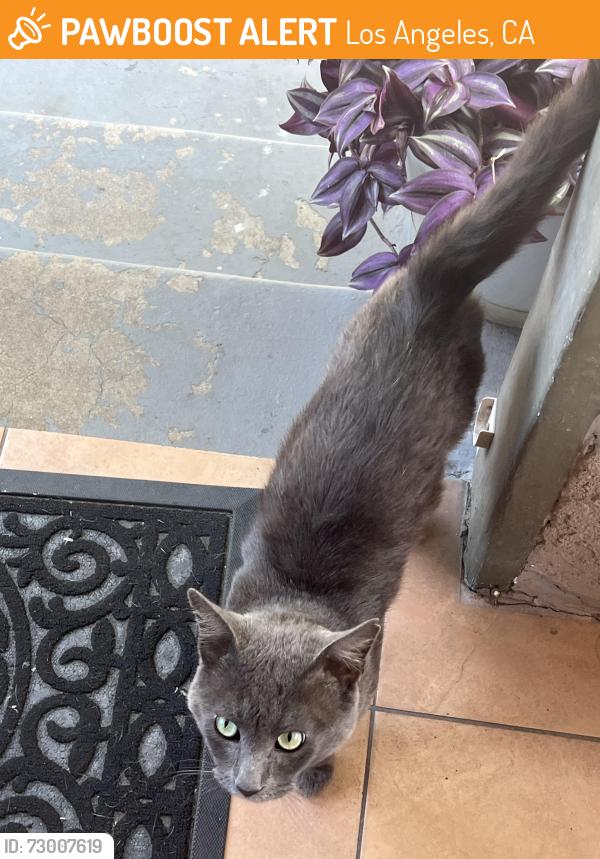 Found/Stray Male Cat last seen University Park, Los Angeles, CA 90044