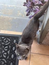 Found/Stray Male Cat last seen University Park, Los Angeles, CA 90044