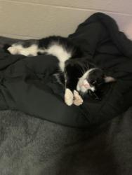 Lost Male Cat last seen Adam’s Lakeside market, Estill Springs, TN 37330