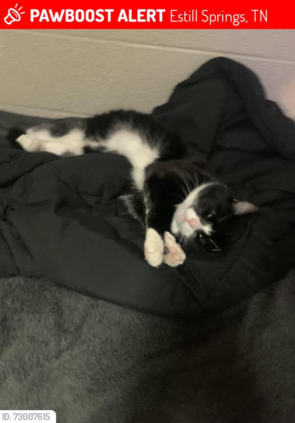 Lost Male Cat last seen Adam’s Lakeside market, Estill Springs, TN 37330