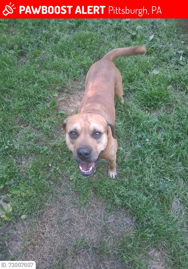 Lost Male Dog last seen Ivory Avenue, Pittsburgh, PA 15214