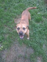 Lost Male Dog last seen Ivory Avenue, Pittsburgh, PA 15214