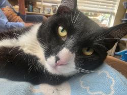 Lost Male Cat last seen Bestor, San Jose, CA 95112
