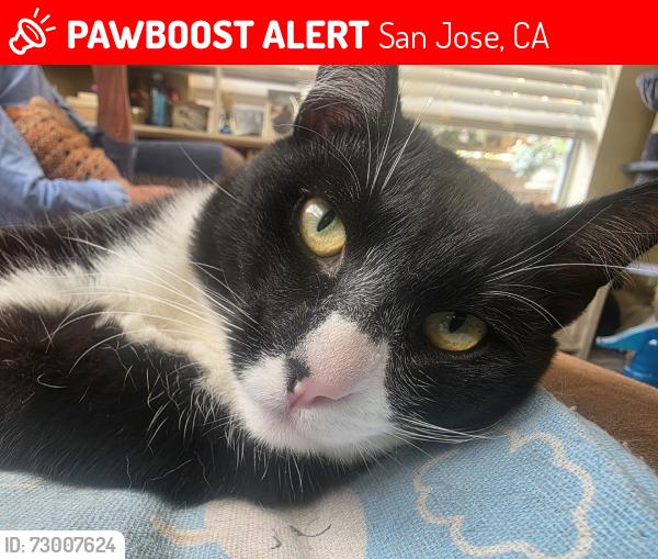 Lost Male Cat last seen Bestor, San Jose, CA 95112