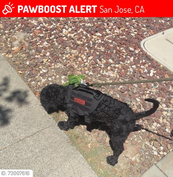 Lost Male Dog last seen Santa Rosa Dr and San Ramon way , San Jose, CA 95111