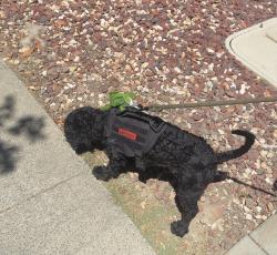 Lost Male Dog last seen Santa Rosa Dr and San Ramon way , San Jose, CA 95111