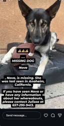Lost Female Dog last seen Habor, Anaheim, CA 92801
