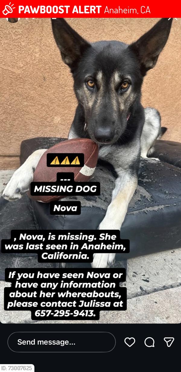 Lost Female Dog last seen Habor, Anaheim, CA 92801