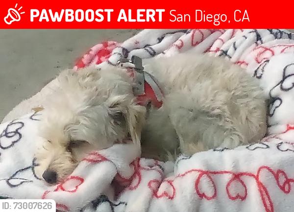 Lost Male Dog last seen San Diego river mission valley , San Diego, CA 92108
