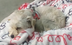 Lost Male Dog last seen San Diego river mission valley , San Diego, CA 92108