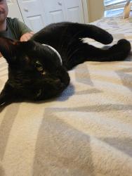 Found/Stray Male Cat last seen Laurel Hills Preserve, Marietta, GA 30066