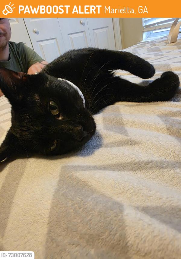 Found/Stray Male Cat last seen Laurel Hills Preserve, Marietta, GA 30066