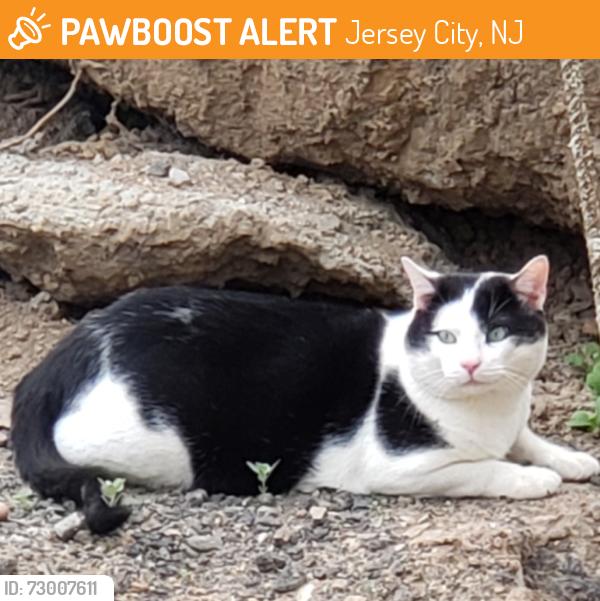 Found/Stray Unknown Cat last seen Crawford Street , Jersey City, NJ 07306