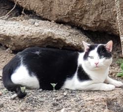Found/Stray Unknown Cat last seen Crawford Street , Jersey City, NJ 07306