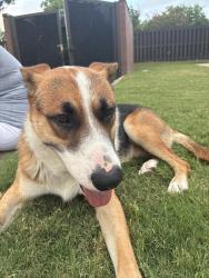 Found/Stray Male Dog last seen Central & main st Fort Worth, Texas, Fort Worth, TX 76164