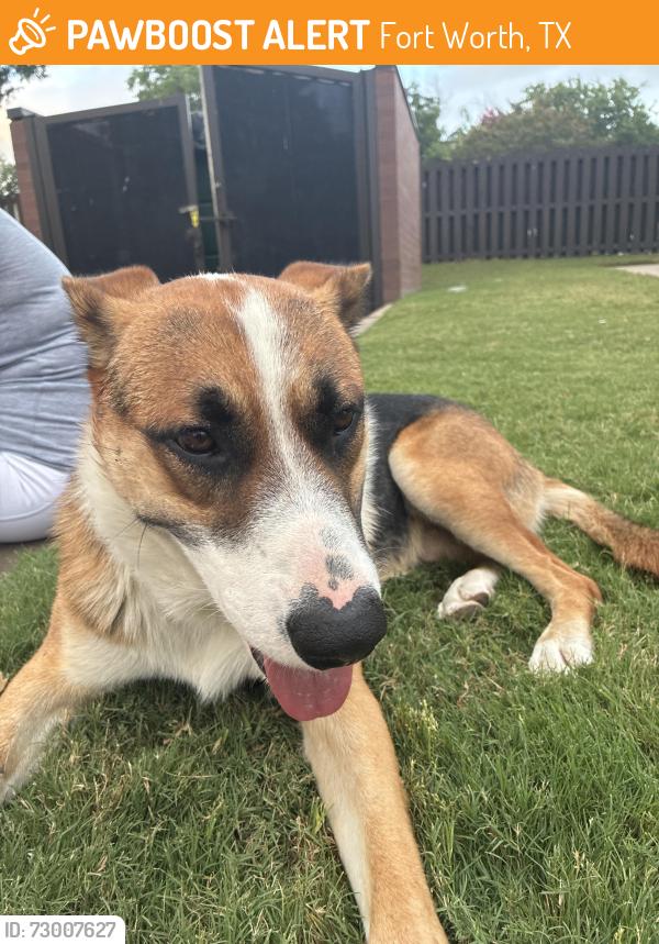 Found/Stray Male Dog last seen Central & main st Fort Worth, Texas, Fort Worth, TX 76164