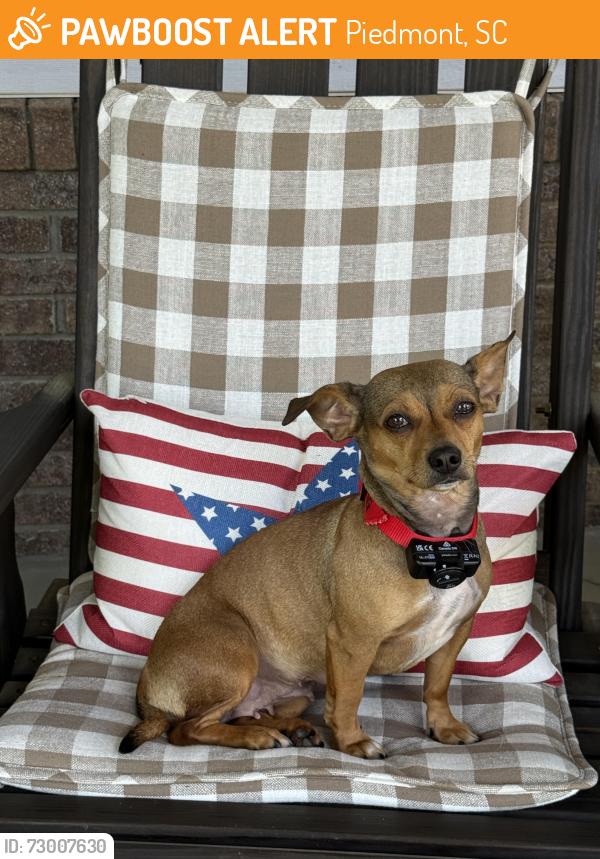 Found/Stray Female Dog last seen Piedmont Dump, Piedmont, SC 29673