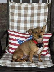 Found/Stray Female Dog last seen Piedmont Dump, Piedmont, SC 29673