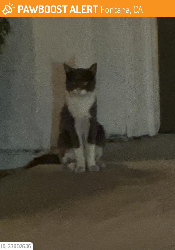 Found/Stray Unknown Cat last seen Citrus and Summit, Fontana, CA 92336