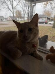 Lost Male Cat last seen Wildwood elementary school , Middletown, OH 45042