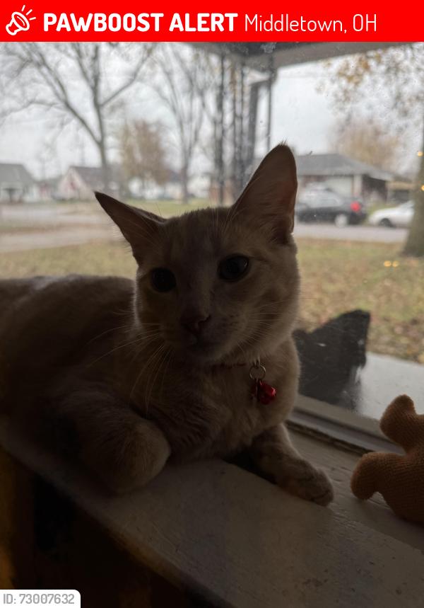 Lost Male Cat last seen Wildwood elementary school , Middletown, OH 45042