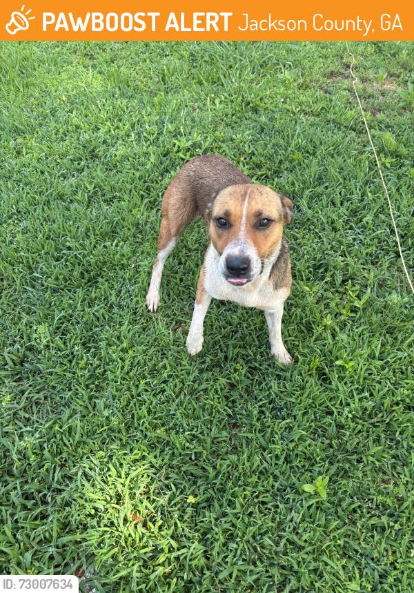 Found/Stray Female Dog last seen Silverwood Drive, Jackson County, GA 30543