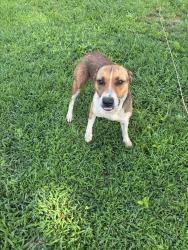 Found/Stray Female Dog last seen Silverwood Drive, Jackson County, GA 30543