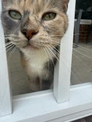 Found/Stray Female Cat last seen Lakewood Lane, Chesapeake, VA 23321