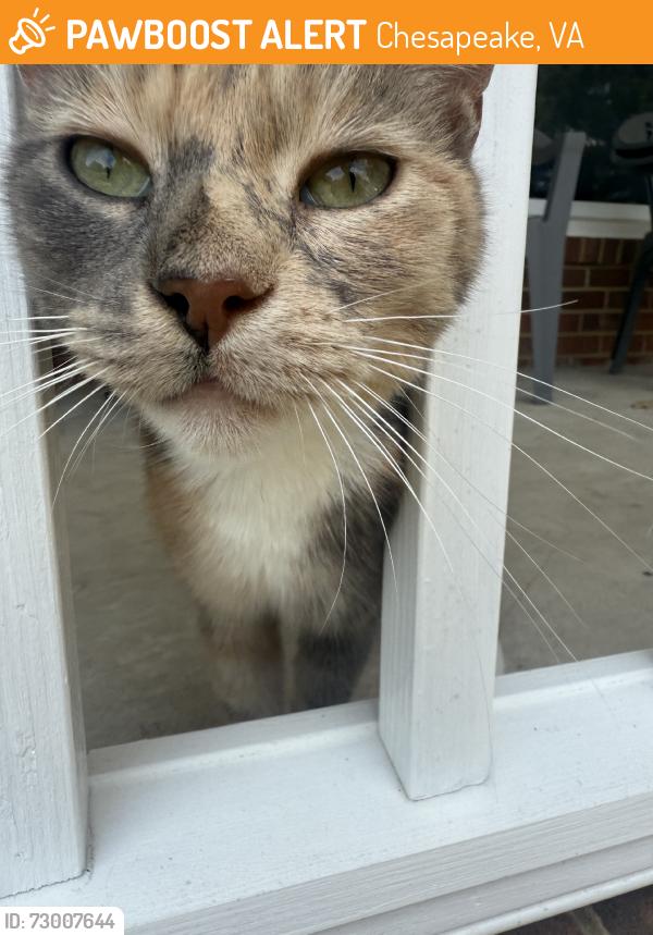 Found/Stray Female Cat last seen Lakewood Lane, Chesapeake, VA 23321