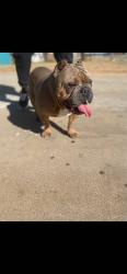 Lost Male Dog last seen University , Lubbock, TX 79411