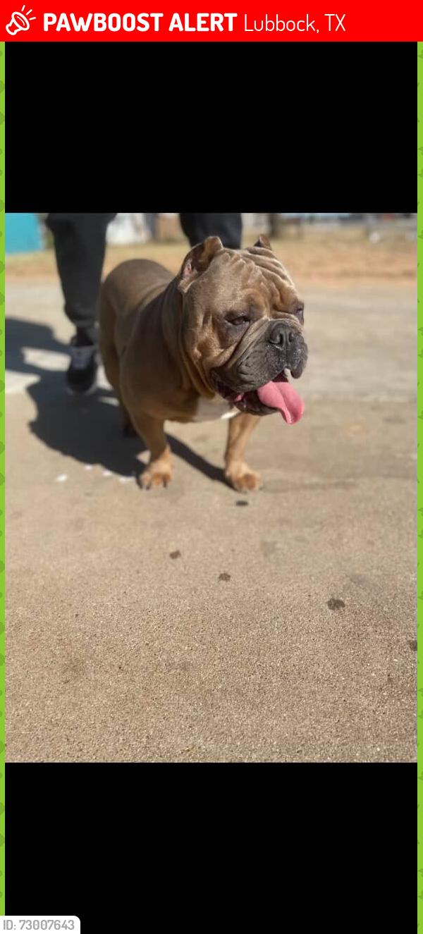 Lost Male Dog last seen University , Lubbock, TX 79411