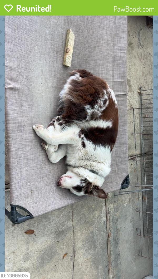 Reunited Female Dog last seen Near and Cutten , Houston, TX 77066