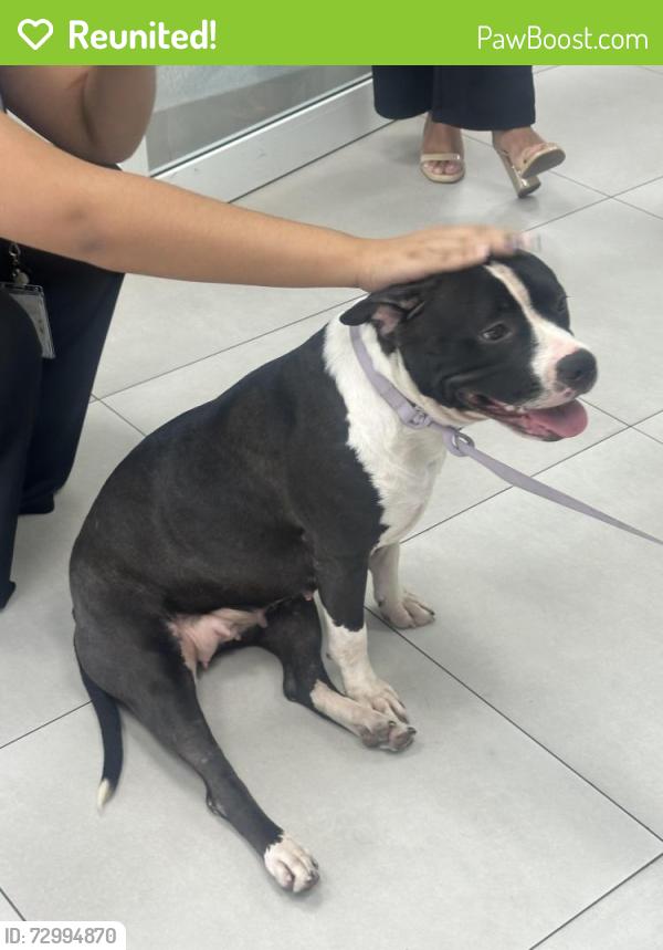 Reunited Female Dog last seen Palmetto, Miami, FL 33166