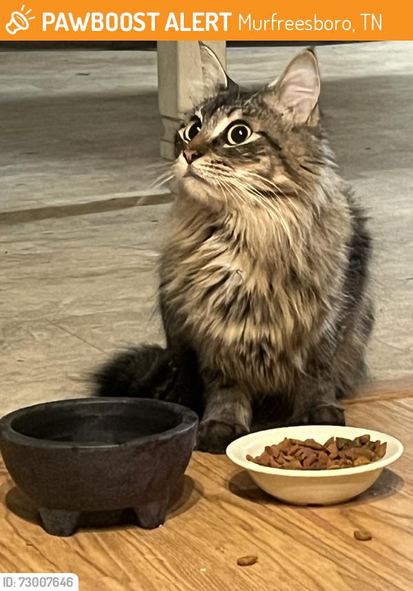 Found/Stray Unknown Cat last seen Manchester hwy. Bradyville Pike, Murfreesboro, TN 37127