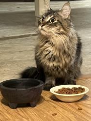 Found/Stray Unknown Cat last seen Manchester hwy. Bradyville Pike, Murfreesboro, TN 37127